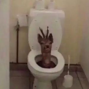 Meet your Posher, Henry